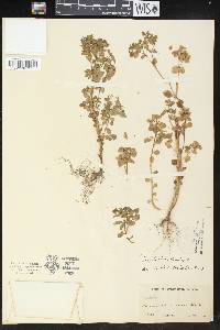 Euphorbia peplus image
