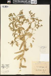 Euphorbia lagascae image