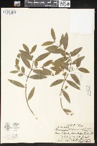 Euphorbia hillebrandii image