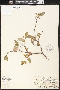 Euphorbia celastroides image