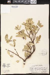 Chamaesyce celastroides image