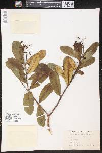 Euphorbia clusiifolia image