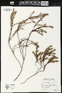 Empetrum nigrum image