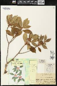 Enkianthus quinqueflorus image