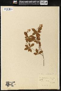 Enkianthus subsessilis image