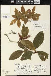 Leucothoe recurva image