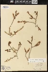 Leucothoe recurva image