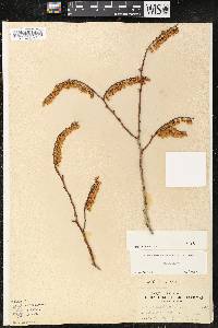 Leucothoe recurva image