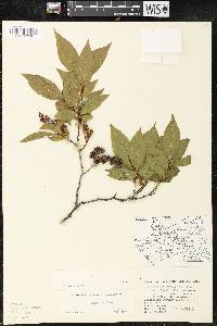 Leucothoe recurva image