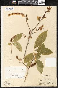 Leucothoe recurva image