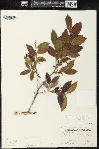 Leucothoe racemosa image