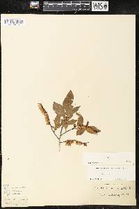 Leucothoe racemosa image
