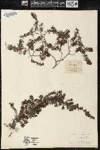 Erica urceolaris image