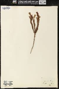 Erica viscaria subsp. longifolia image