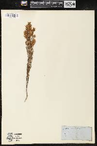 Erica lutea image