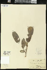 Antidesma montanum image