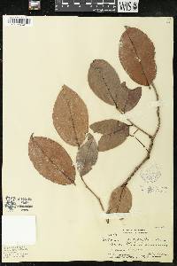 Antidesma platyphyllum image