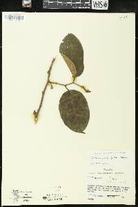 Antidesma platyphyllum image