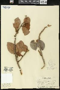 Antidesma pulvinatum image
