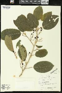 Antidesma pulvinatum image