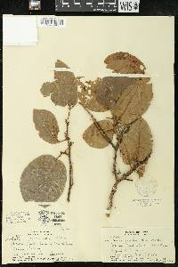 Antidesma pulvinatum image