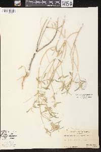 Argythamnia sericophylla image