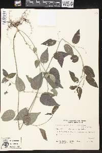 Chiropetalum griseum image