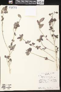 Argythamnia oblongifolia image