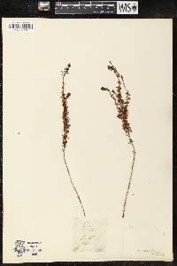 Erica fucata image