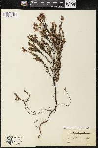 Erica cinerea image