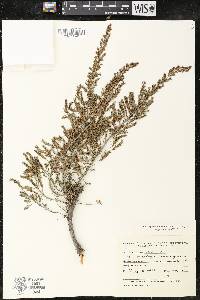 Erica arborea image