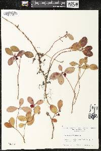 Gaultheria procumbens image