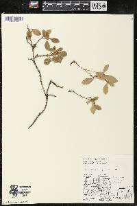 Gaultheria procumbens image