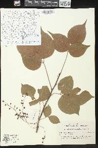 Bischofia polycarpa image