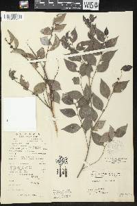 Breynia fruticosa image