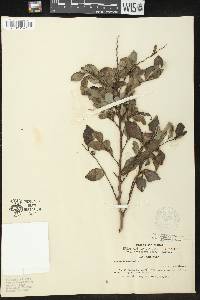 Breynia fruticosa image