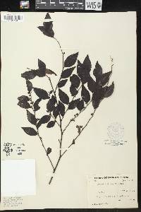 Breynia fruticosa image