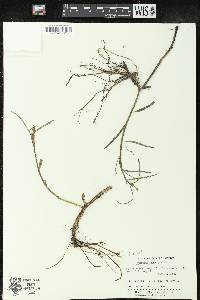 Caperonia castaneifolia image