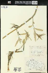 Caperonia castaneifolia image