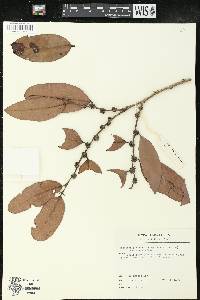Chaetocarpus schomburgkianus image