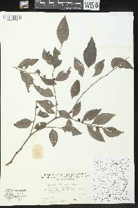 Breynia vitis-idaea image