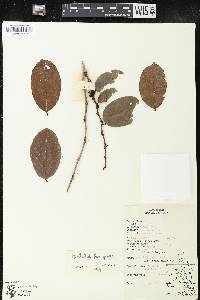 Image Associated With the Occurence