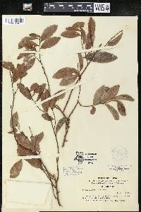 Cleistanthus monoicus image