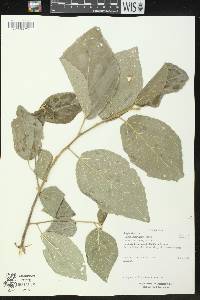 Bernardia nicaraguensis image