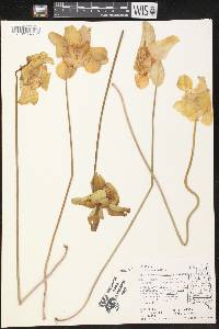 Sarracenia purpurea image