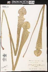 Sarracenia leucophylla image