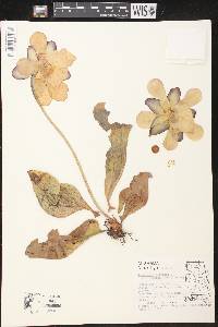 Sarracenia purpurea subsp. gibbosa image
