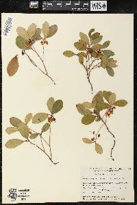 Gaultheria procumbens image