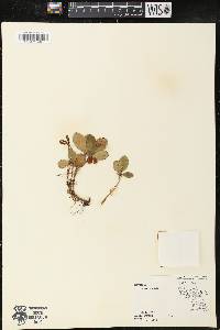 Gaultheria procumbens image