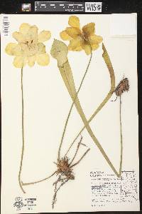 Sarracenia sledgei image
